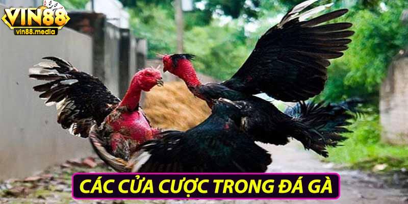 Các cửa cược trong đá gà