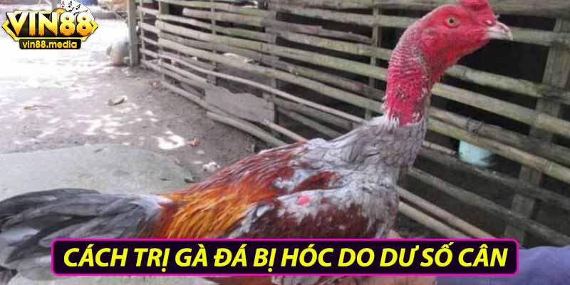 Cách trị gà đá bị hóc do dư số cân