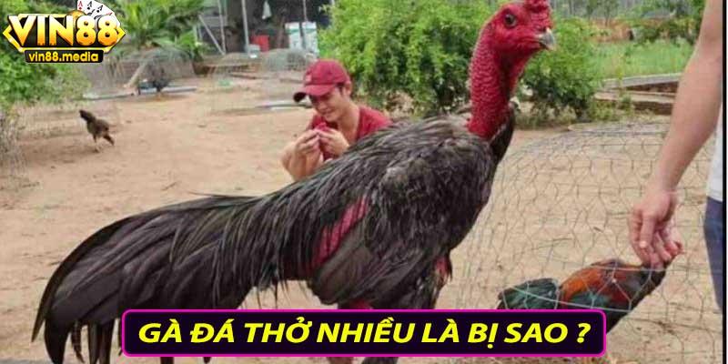 Gà đá thở nhiều