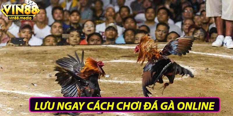 Lưu ngay cách chơi đá gà online