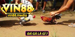 Đá gà là gì ?