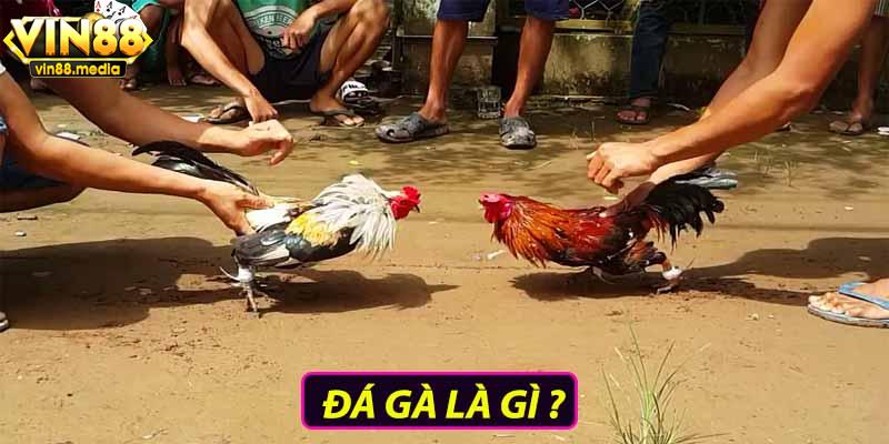 Đá gà là gì ?