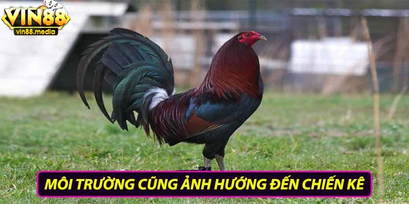 Môi trường cũng ảnh hưởng tới chiến kê