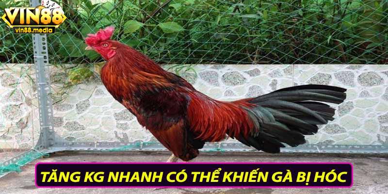 Tăng kg nhanh có thể khiến gà bị hóc